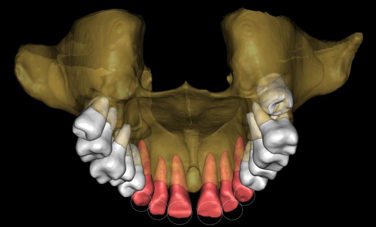 Multispeciality Clinic and Dental Service Organizations (DSO) 25