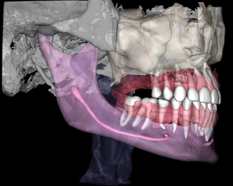 Multispeciality Clinic and Dental Service Organizations (DSO) 25