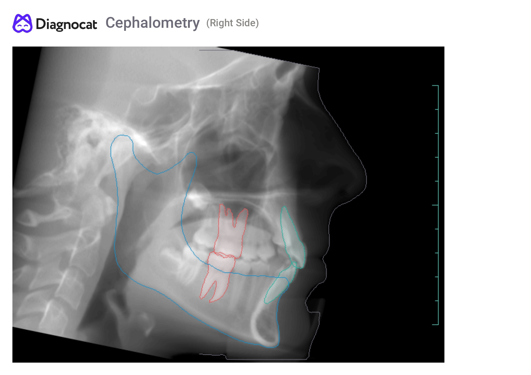 ortho report eng2