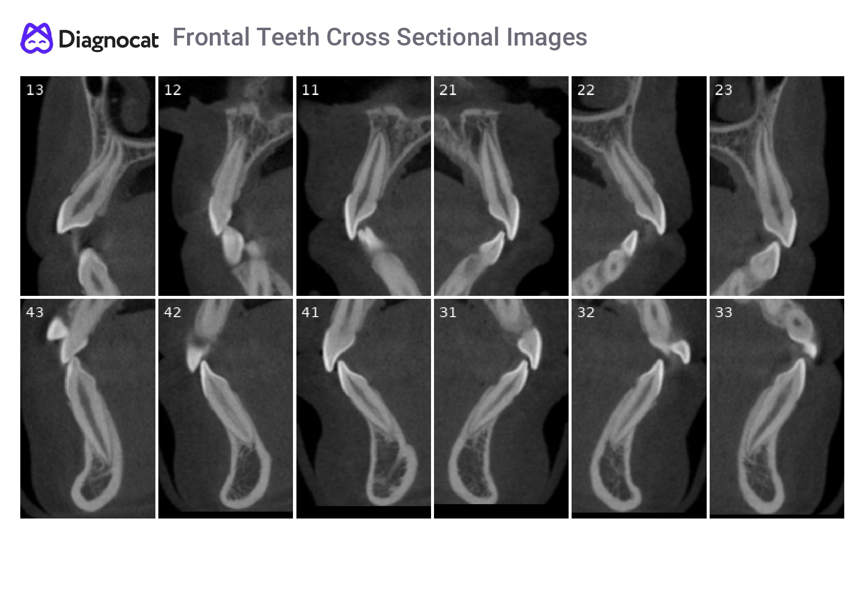 ortho report eng5