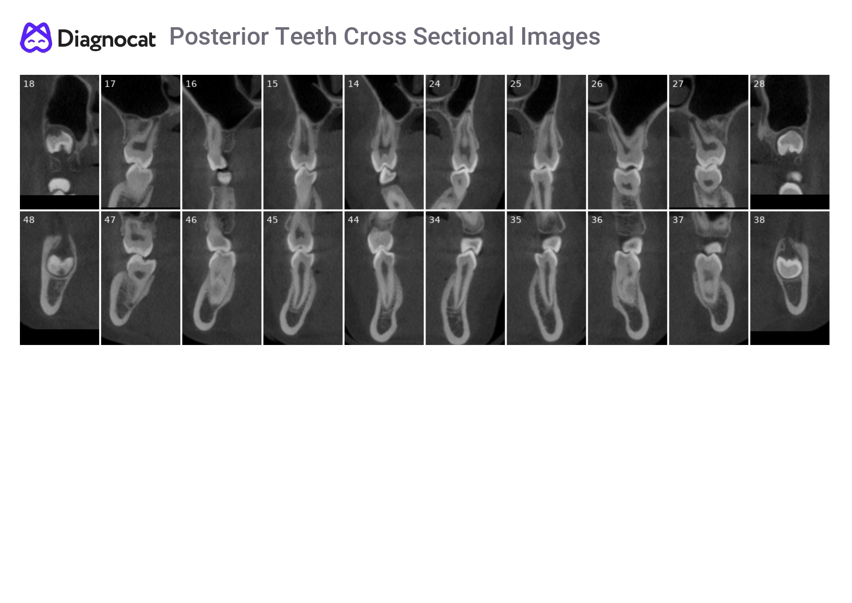 ortho report eng6